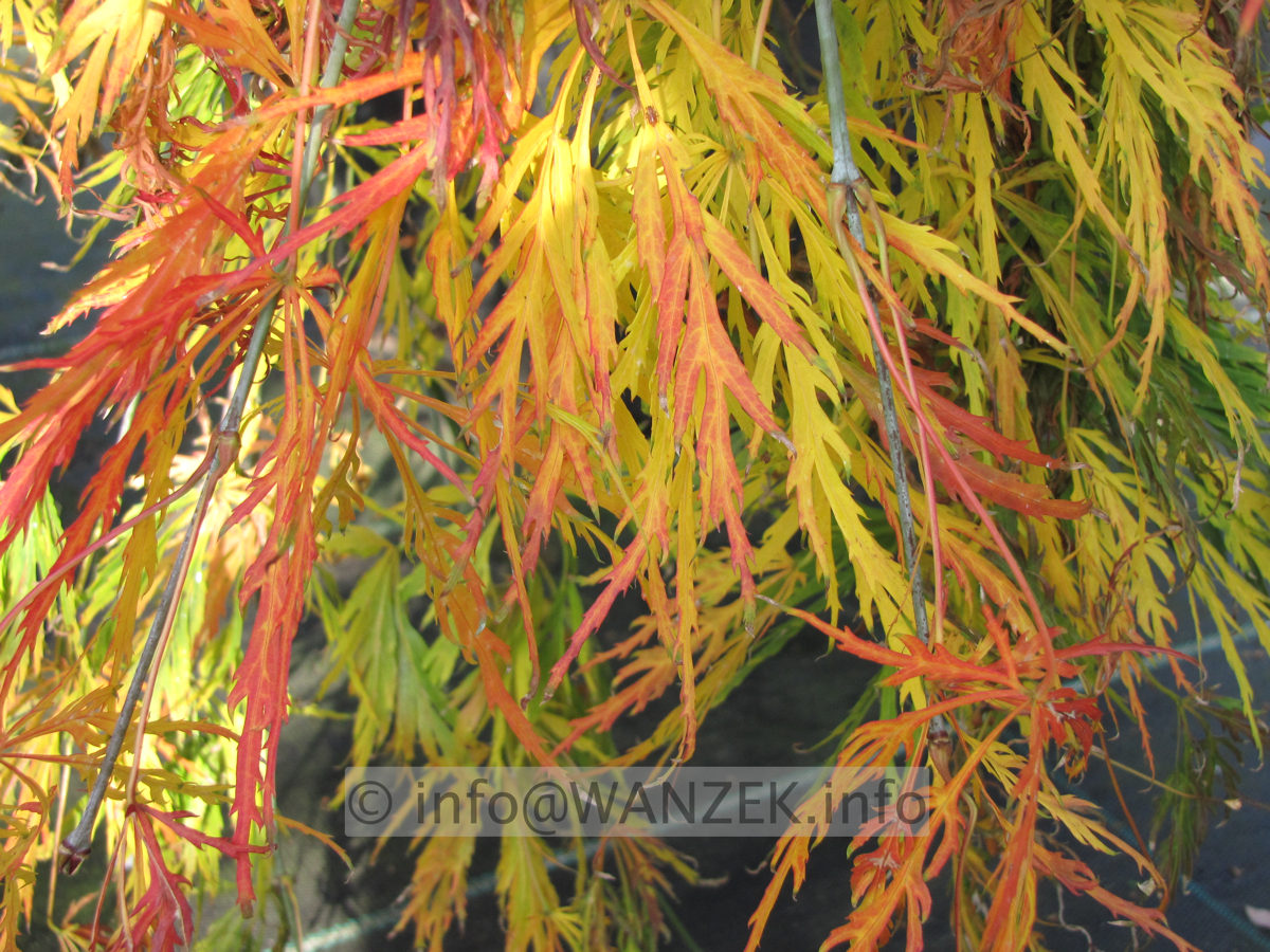 Acer palmatum Dissectum Viridis Herbst.JPG